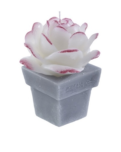 Point a la Ligne Scented Victoria Rose Candle In Wax Pot, White, Small