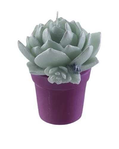 Point a la Ligne Potted Echeveria Candle, Purple, Small