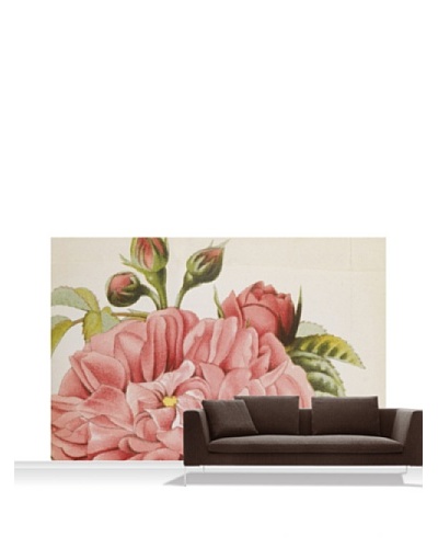 Royal Horticultural Society Rosa 'Baronne Prevost'' Standard Mural - 12' x 8'