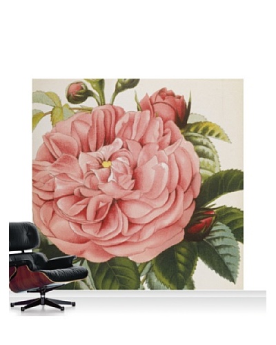 Royal Horticultural Society Rosa ‘Baronne Prevost” Mural, Standard, 8′ x 8’