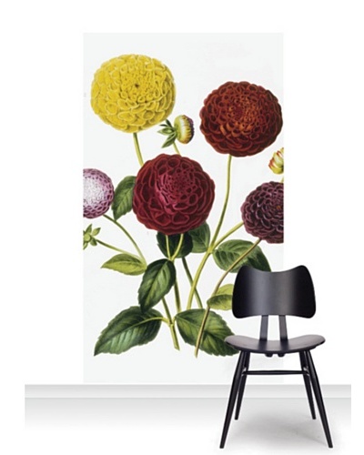 Royal Horticultural Society Dahlia Dwarf Mural [Accent]