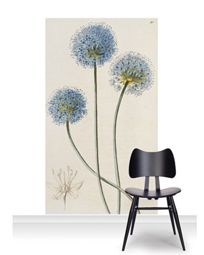 Royal Horticultural Society Allium Caeruleum Mural [Accent]