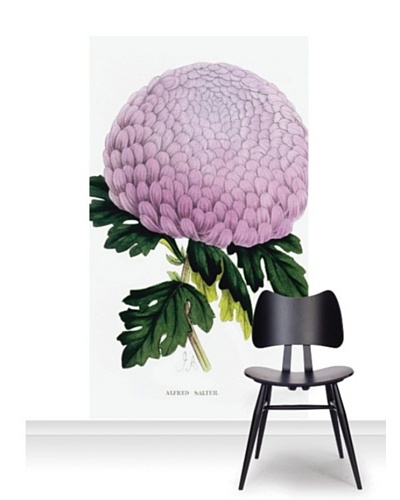 Royal Horticultural Society Chrysanthemum Cultivar Mural [Accent]