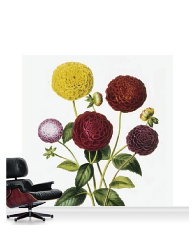 Royal Horticultural Society Dahlia Dwarf Mural, Standard, 8' x 8'