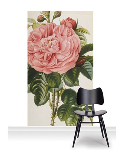 Royal Horticultural Society Rosa ‘Baronne Prevost” Standard Mural [Accent]