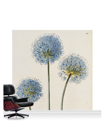 Royal Horticultural Society Allium Caeruleum Mural, Standard, 8' x 8'