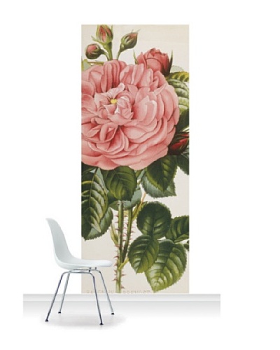 Royal Horticultural Society Rosa ‘Baronne Prevost” Standard Mural [Accent]