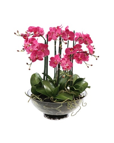 Winward Faux Phalaenopsis in Glass, Fuchsia