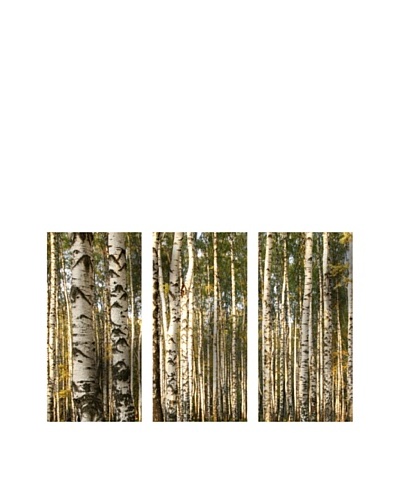 Art Addiction Birch Trees, Triptych