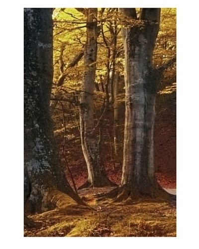 Art Addiction Sun Forest IV 36″ x 24″ Acrylic Panel
