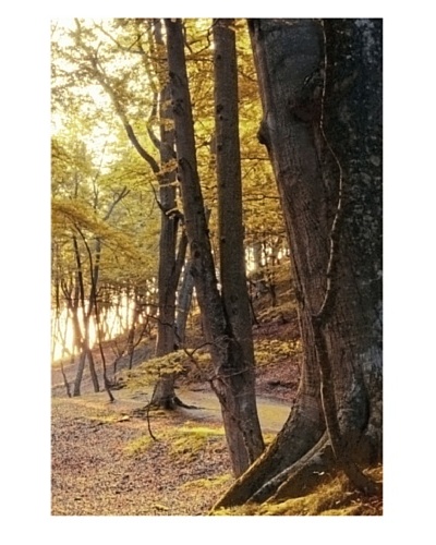 Art Addiction Sun Forest III 36″ x 24″ Acrylic Panel