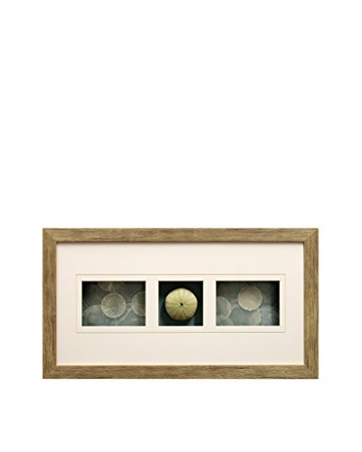 Star Creations Shell Shadowbox with Sea Urchin