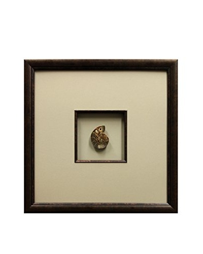 Star Creations Ammonite Fossil Shadowbox