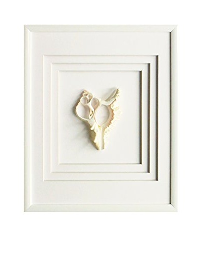 Star Creations Murex Shell Shadowbox