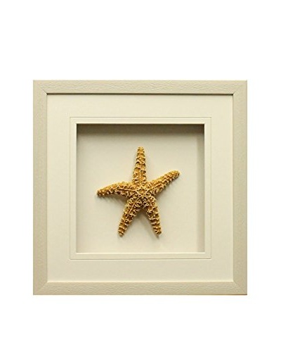 Star Creations Sugar Starfish Shadowbox