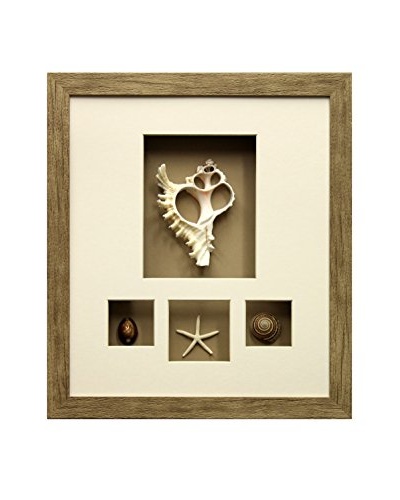 Star Creations Murex, Cowrie, Starfish & Sundial Shadowbox