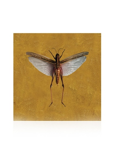 Studio A Grasshopper #4 Gold, 10″