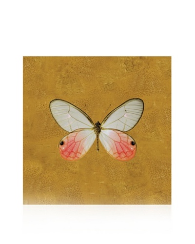 Studio A Butterfly #4 Gold, 10