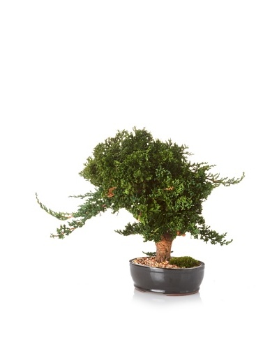 Forever Green Art Windswept Bonsai