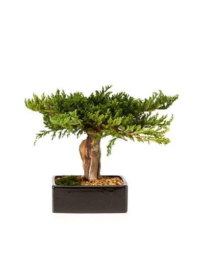 Forever Green Art Preserved Monterey Bonsai in Square Pot