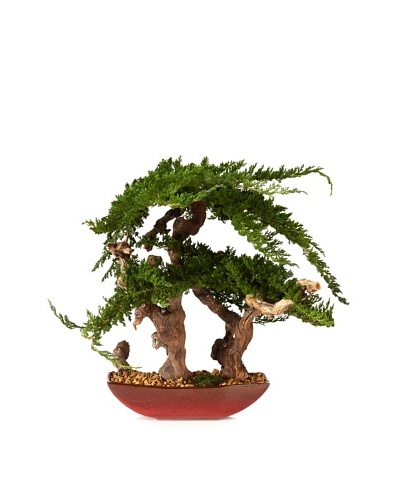 Forever Green Art Sokan Bonsai