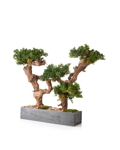 Forever Green Art Bonsai Hedge