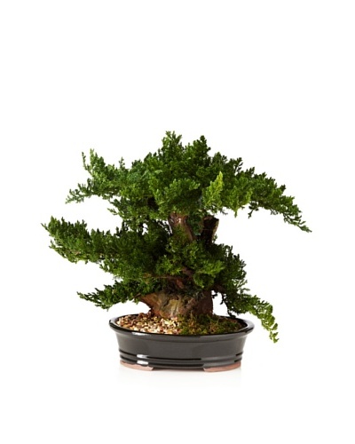 Forever Green Art Monterey Double Bonsai