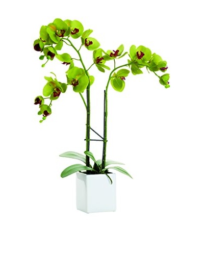 Torre & Tagus Olive Green Faux Potted Orchid