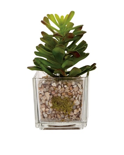 Torre & Tagus Glass Potted Echeveria, Agave