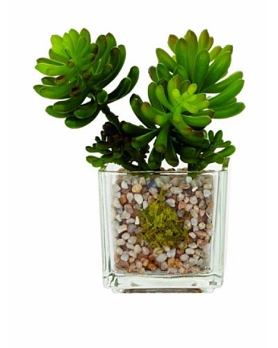 Torre & Tagus Glass Potted Echeveria, Jelly Bean