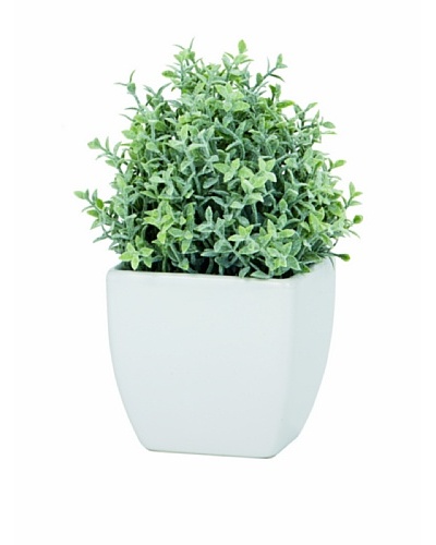 Torre & Tagus Tapered Ceramic Potted Faux Thyme, White, Small