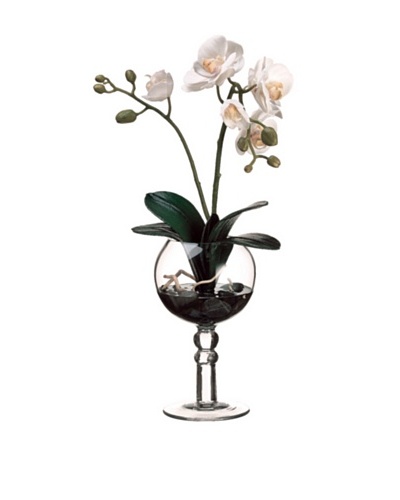 Phalaenopsis Orchid In Glass Vase