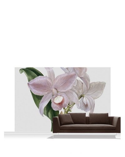 Victoria and Albert Museum Orchid, Cattelya Skinerii Mural, Standard, 12′ x 8′