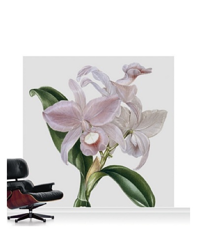 Victoria and Albert Museum Orchid – Cattelya Skinerii Standard Mural – 8′ x 8′