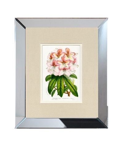 Vintage Print Gallery Antique Hand-Finished Rhododendron Print, Circa 1850's