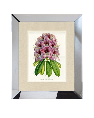 Vintage Print Gallery Antique Hand-Finished Rhododendron Print, Circa 1850’s