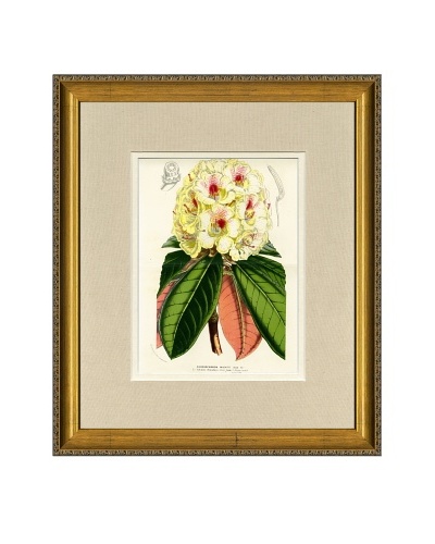 Vintage Print Gallery Antique Hand-Finished Rhododendron Print, Circa 1850's