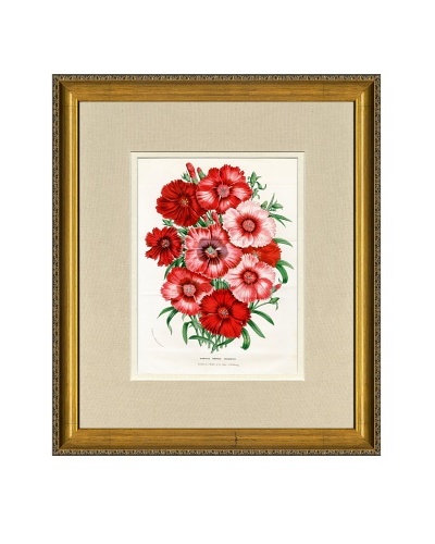 Vintage Print Gallery Antique Hand-Finished Rhododendron Print, Circa 1850's