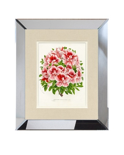 Vintage Print Gallery Antique Hand-Finished Azalea Print, Circa 1850's