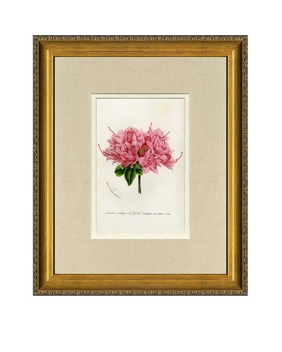 Vintage Print Gallery Antique Hand-Finished Rhododendron Print, Circa 1850’s