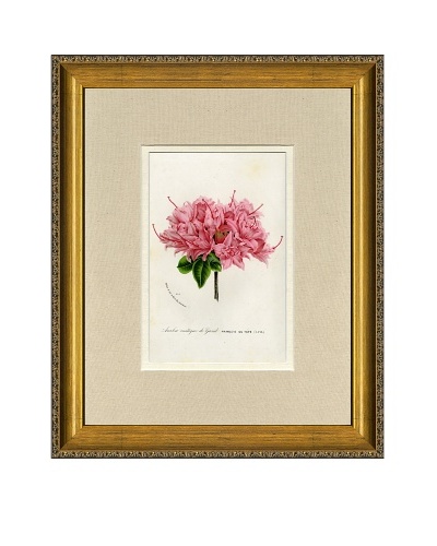 Vintage Print Gallery Antique Hand-Finished Rhododendron Print, Circa 1850's