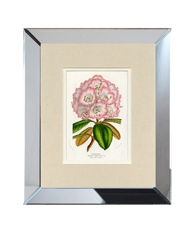 Vintage Print Gallery Antique Hand-Finished Rhododendron Print, Circa 1850's