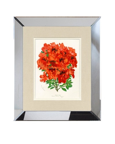 Vintage Print Gallery Antique Hand-Finished Azalea Print, Circa 1850’s