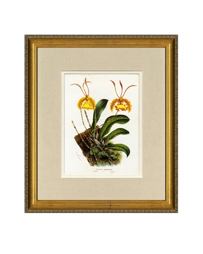 Vintage Print Gallery Antique Hand-Finished Oncidium Print, Circa 1850's