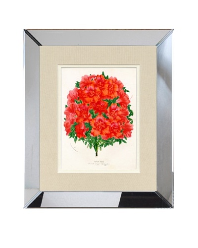 Vintage Print Gallery Antique Hand-Finished Azalea Print, Circa 1850’s