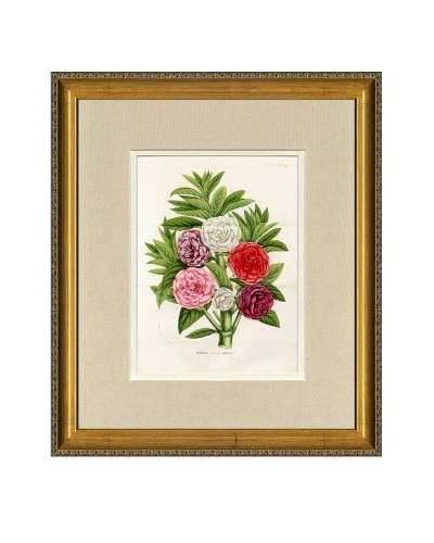 Vintage Print Gallery Antique Hand-Finished Balsamines Print, Circa 1850’s