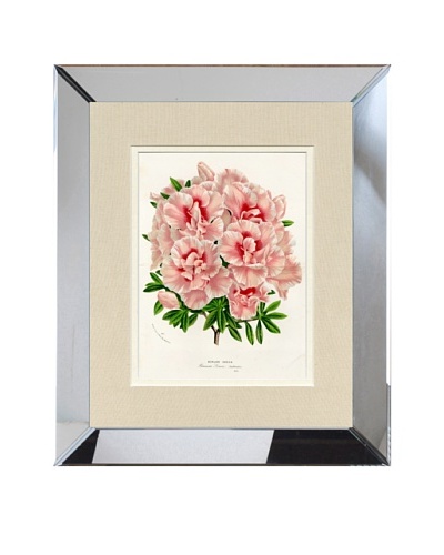 Vintage Print Gallery Antique Hand-Finished Azalea Print, Circa 1850's