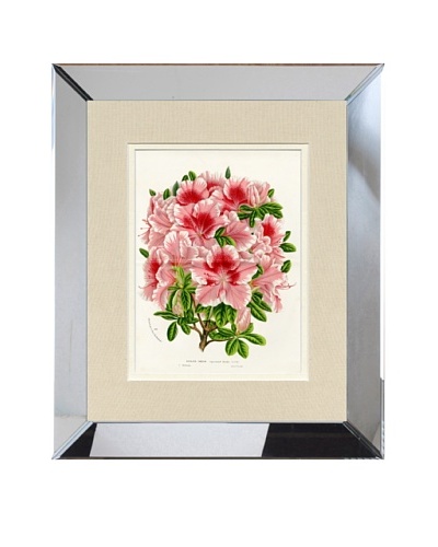 Vintage Print Gallery Antique Hand-Finished Azalea Print, Circa 1850's