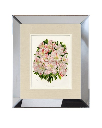 Vintage Print Gallery Antique Hand-Finished Azalea Print, Circa 1850's