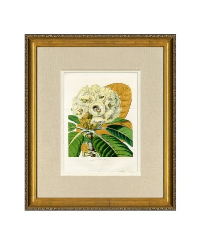 Vintage Print Gallery Antique Hand-Finished Rhododendron Print, Circa 1850's
